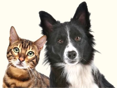 cat-and-dog cat and dog