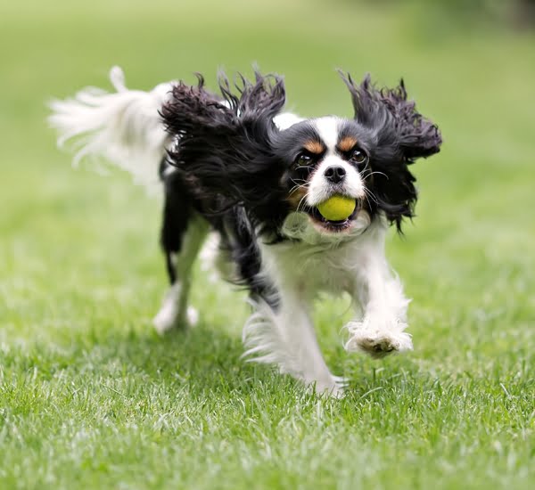 dog-running Dog