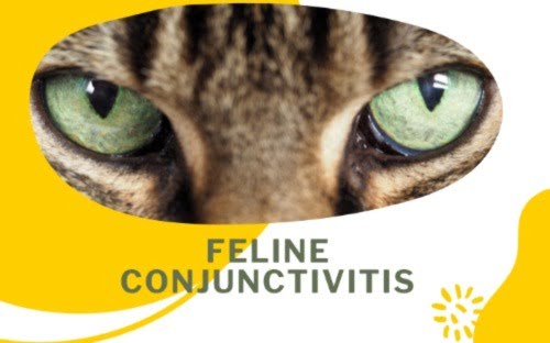 A cat with conjunctivitis