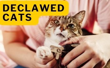 Relief for Declawed Cats