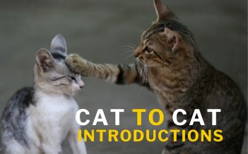 Cat-to-Cat Introductions