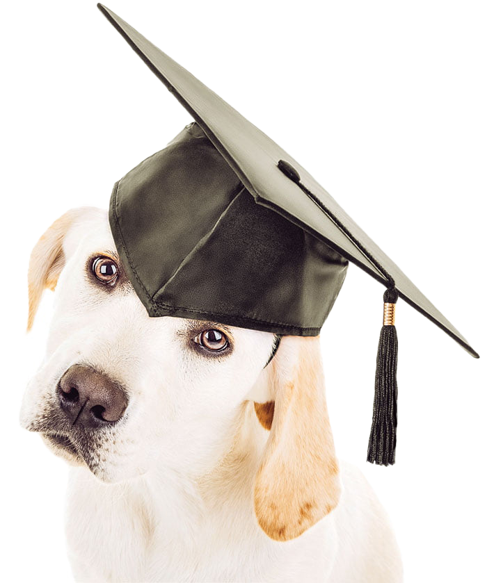doggraduation