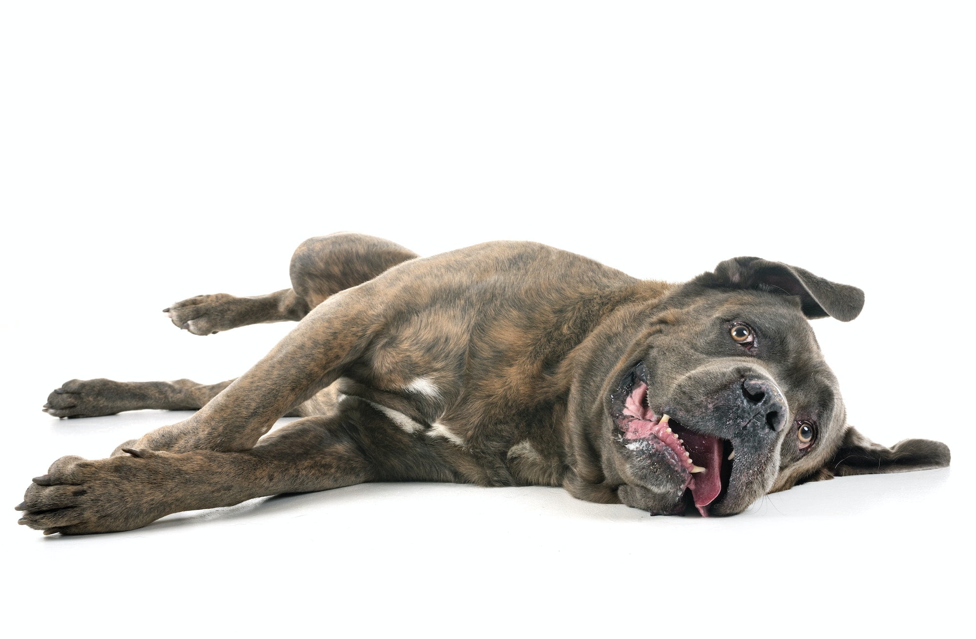 italian mastiff in studio