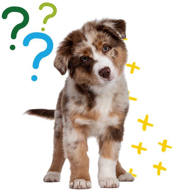 HA-dog-questions