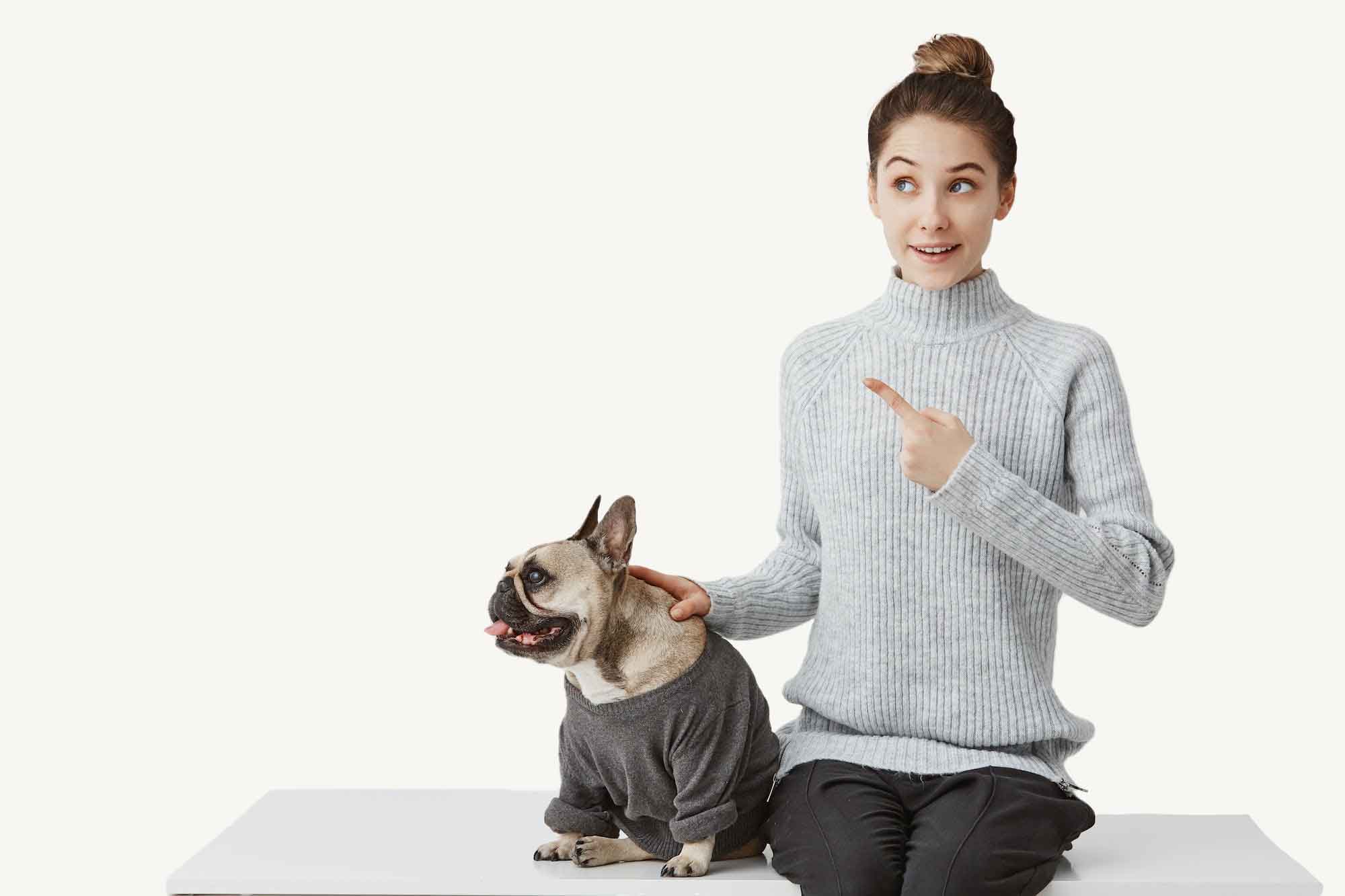 SMALLdressed-french-bulldog-with-joyful-female-owner-woman-in-grey-sweater-sitting-on-desk-pointing
