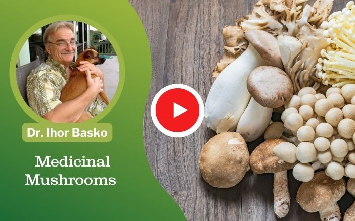 The Healing Power of Medicinal Mushrooms For Your Pets