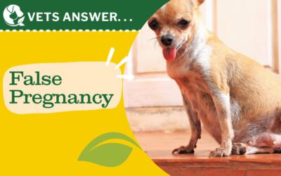 How Can I Help My Dog With False Pregnancy?