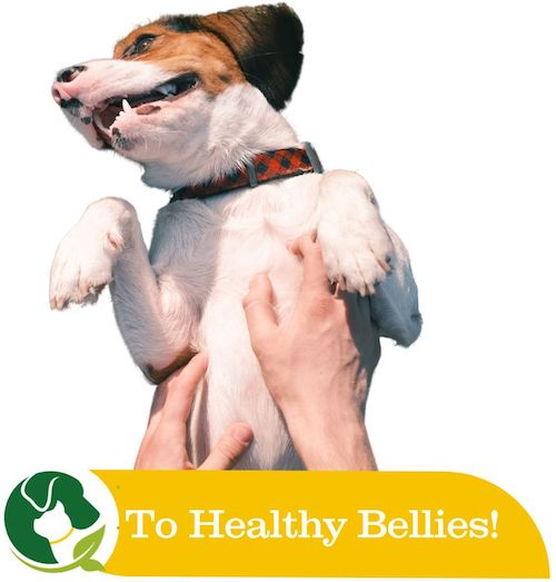 FB & CK images - 70 pet cancer, holistic pet care
