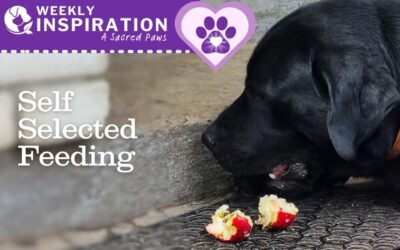 Weekly Inspiration | What’s Your Pet Trying to Tell You About Their Dinner?