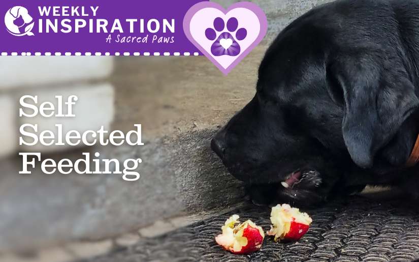 Weekly Inspiration | What’s Your Pet Trying to Tell You About Their Dinner?