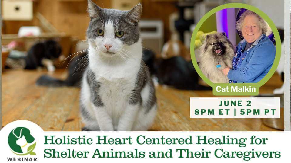 webinar Cat Malkin Cat Malkin, webinar for animal shelter workers